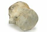 Fossil Whale Lumbar Vertebra - Yorktown Formation #237640-1